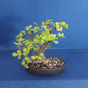 Jade bonsai (Crassula/Portulacaria) - Hoogte (boom): 19 cm -