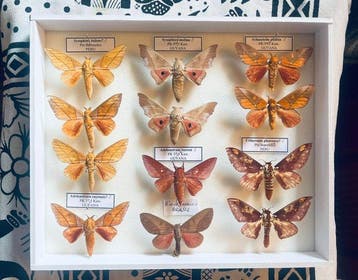 Mot Taxidermie volledige montage - Saturnidae - 30 cm - 25, Antiek en Kunst