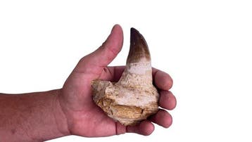 Mosasaurus - Fossiele tand - 10 cm - 4 cm (Zonder, Verzamelen