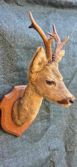 Siberische ree Taxidermie wandmontage - Capreolus pygargus -, Nieuw