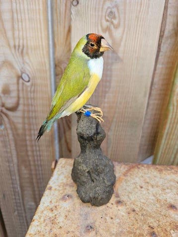 Super mooie Gouldamadine Taxidermie volledige montage -, Nieuw