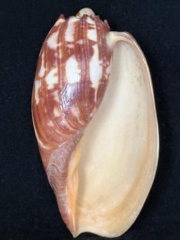 Zeeslak Zeeschelp - S-589 MELO AMPHORA (Zonder minimumprijs)