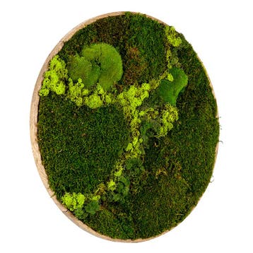 Vintlux Mosschilderij Rond 40 cm Ongelakt Eiken - Svendborg, Nieuw