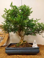 Chinese peper bonsai (Zanthoxylum) - Hoogte (boom): 50 cm -, Antiek en Kunst