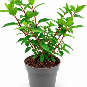 Pluimhortensia Vanilla Fraise container (P19) Sierplanten, Verzenden, Hortensia, Struik