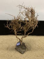 Osaka Bonsai Tree nr 18 - 36x12x47cm - aquascaping boom, Ophalen of Verzenden, Nieuw, Plant(en), Steen of Hout