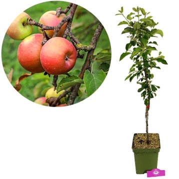 Malus domestica Cevaal + Pot 23cm, Tuin en Terras, Planten | Fruitbomen, Verzenden, Volle zon
