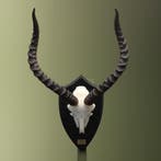 Impala Schedel Taxidermie Opgezette Dieren By Max, Ophalen of Verzenden, Nieuw, Wild dier, Opgezet dier