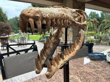 Fossiel skelet - Halisaurus - 57 cm - 45 cm, Verzamelen