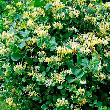 Kamperfoelie ‘Halliana’ Sierplanten, Raskleur, Verzenden, Overige soorten, Struik