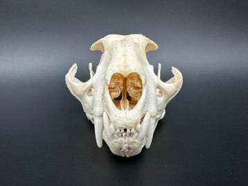 Caracal Schedel van een zoogdier - Caracal caracal - 7.5 cm