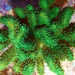 Lobophytum sp Ultra Green - Duivelsklauw M (Ong 6-7 cm), Ophalen of Verzenden, Nieuw