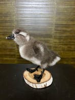 Eend Taxidermie Opgezette Dieren By Max, Ophalen of Verzenden, Nieuw, Vogel, Opgezet dier