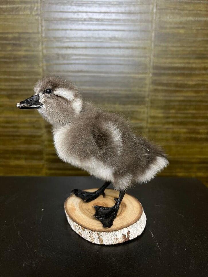 Eend Taxidermie Opgezette Dieren By Max, Verzamelen, Dierenverzamelingen, Opgezet dier, Nieuw, Vogel, Ophalen of Verzenden