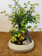 Japanese iep bonsai (Zelkova) - Hoogte (boom): 20 cm -
