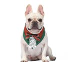 Kerst Halsband met Bandana Smoking Groen (Hond, Kerstmis), Ophalen of Verzenden, Nieuw