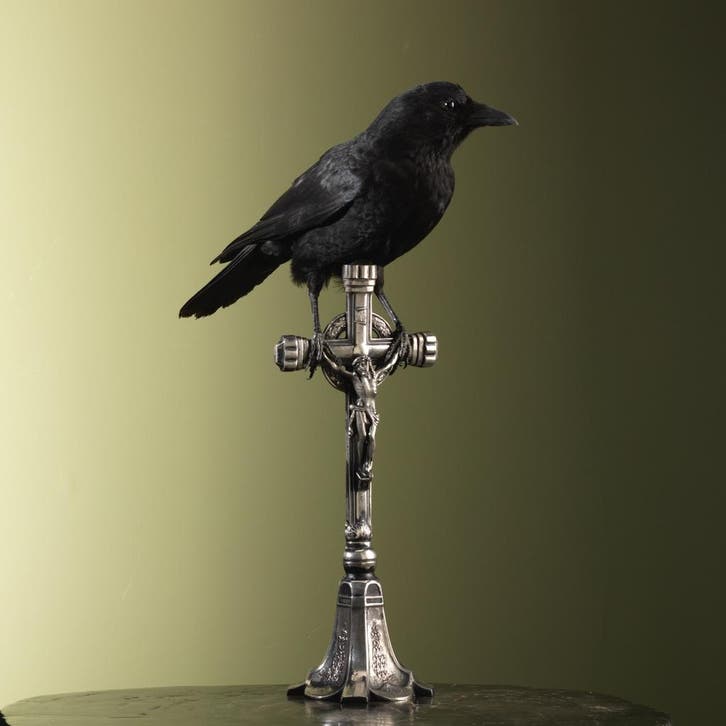 Kraai op Kruis Taxidermie Opgezette Dieren By Max, Verzamelen, Dierenverzamelingen, Opgezet dier, Nieuw, Vogel, Ophalen of Verzenden