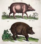 Matthäus Merian (b1593) - hand coloured folio: Pigs, Wild