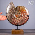 Grote gepolijste Cleoniceras-fossiele ammoniet op, Verzamelen, Mineralen en Fossielen