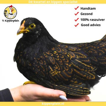 Barnevelder Kriel - Jonge Hennen te Koop - Handtam, Meerdere dieren, Kip