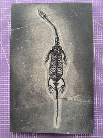 Fossiel reptiel: Keichousaurus – zeldzaam getuigenis uit het