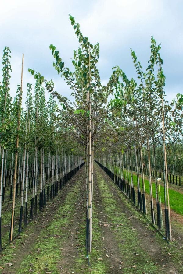 Cydonia oblonga hoogstam 16/18, Tuin en Terras, Planten | Tuinplanten