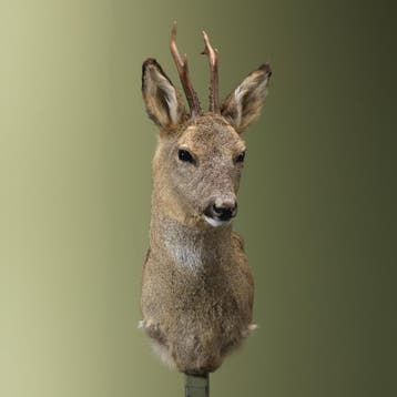 Reebok Wintervacht Taxidermie Opgezette Dieren By Max, Ophalen of Verzenden, Nieuw, Wild dier, Opgezet dier
