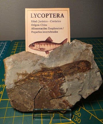 Fossiele vis - Gefossiliseerd dier - Lycoptera - 8 cm - 11