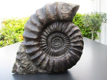 Ammoniet - Gefossiliseerde schelp - Arietites bucklandi - 32