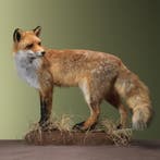 Vos Taxidermie Opgezette Dieren By Max, Verzamelen, Dierenverzamelingen, Ophalen of Verzenden, Nieuw, Wild dier, Opgezet dier