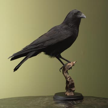 Kraai Taxidermie Opgezette Dieren By Max, Verzamelen, Dierenverzamelingen, Ophalen of Verzenden, Nieuw, Vogel, Opgezet dier