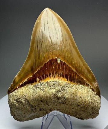 Megalodon - Fossiele tand - 14.5 cm - 11 cm