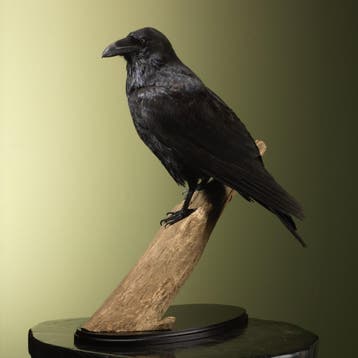 Raaf Taxidermie Opgezette Dieren By Max, Ophalen of Verzenden, Nieuw, Vogel, Opgezet dier
