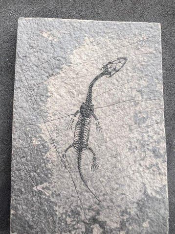 Zeereptiel - Gefossiliseerd dier - Fossile de Keichousaurus