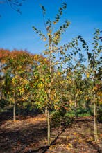 Sierappel  - De Malus ‘Red Sentinel’, Ophalen, Leiboom, Halfschaduw, Lente