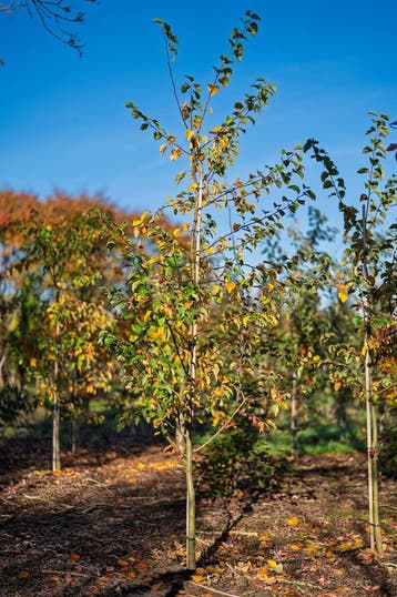 Sierappel  - De Malus ‘Red Sentinel’, Ophalen, Halfschaduw, Overige soorten, Lente