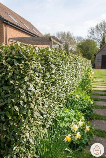 Olijfwilg Elaeagnus Ebbingei 100-125 cm - Pot