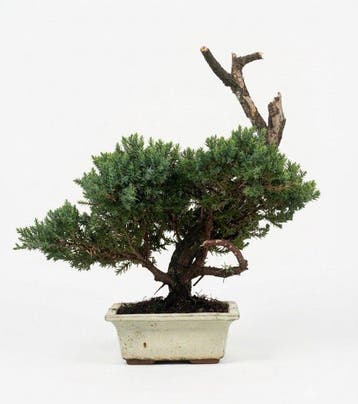 Jeneverbes bonsai (Juniperus) - Hoogte (boom): 27 cm -