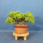 Jeneverbes bonsai (Juniperus) - Hoogte (boom): 13 cm -