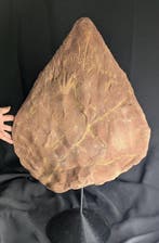 Fossiel skelet - Dorsal Plate of Stegosaurus stenops-
