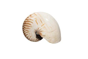 Perlboot Skelet - EXTRAGROSSE NAUTILUS  Nautilus pompilius