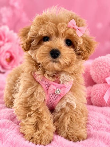 Mini maltipoo teefjes mogen gelijk verhuizen, Parvo, Overige rassen, 8 tot 15 weken, Teef