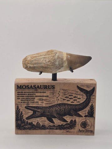 Mosasaurus - Fossiele tand - Mosasaur tooth on a custom base