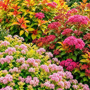 Spirea Bladeren Tuincollectie – 3 Planten Sierplanten, Verzenden, Overige soorten, Volle zon