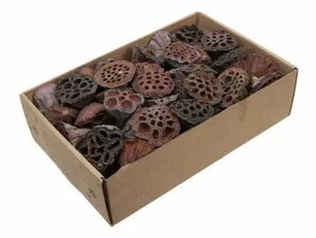Lotus Mini 2–4 cm ca. 80 stuks, Ophalen of Verzenden, Nieuw