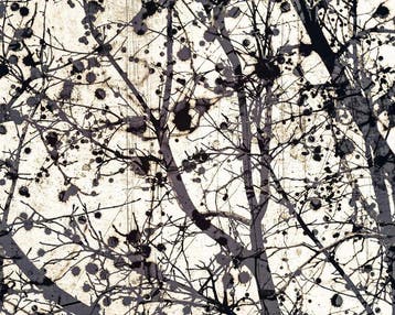 Jorge Omeñaca - Pollock tree