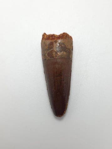 Spinosaurus - Fossiele tand - Spinosaur Aegyptiacus - 4 cm