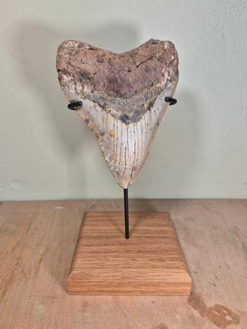 Rare colored Megalodon tooth with stand! - Fossiele tand -