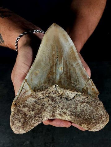 Een enorme tand van de megalodon. - Fossiele tand - otodus, Nieuw