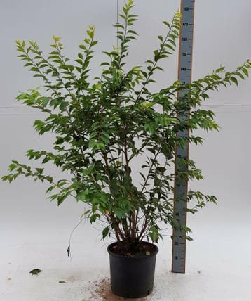Prunus x subhirtella Autumnalis Rosea struik, Tuin en Terras, Planten | Tuinplanten